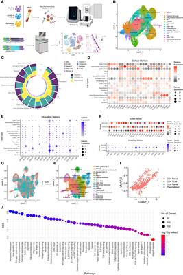 Single-cell multiomics revealed the dynamics of antigen presentation, immune response and T cell activation in the COVID-19 positive and recovered individuals